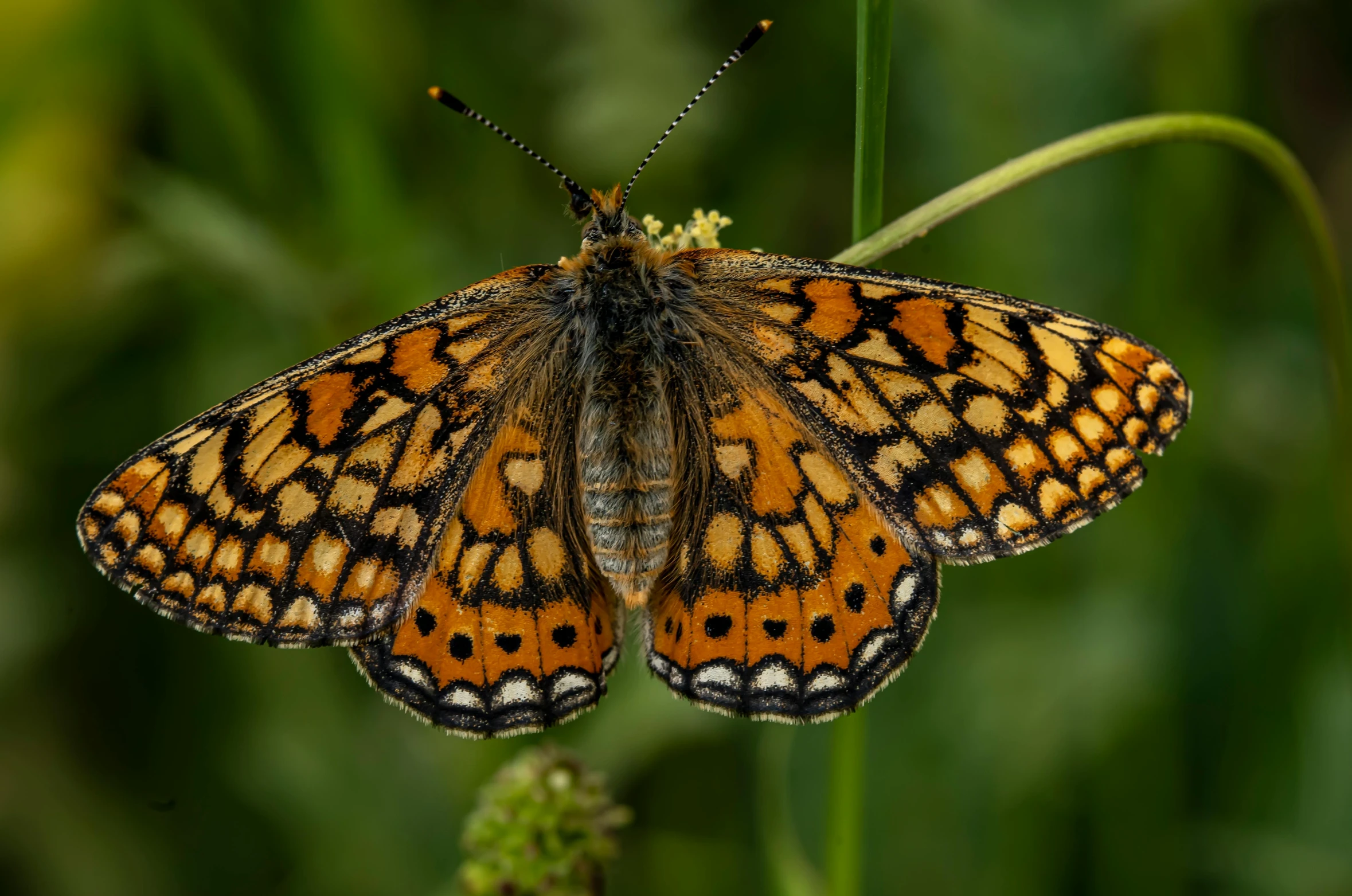 a erfly sitting on top of a green leaf