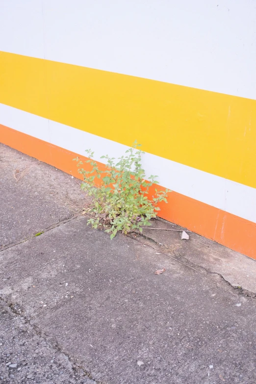 a plant that is growing through the dirt