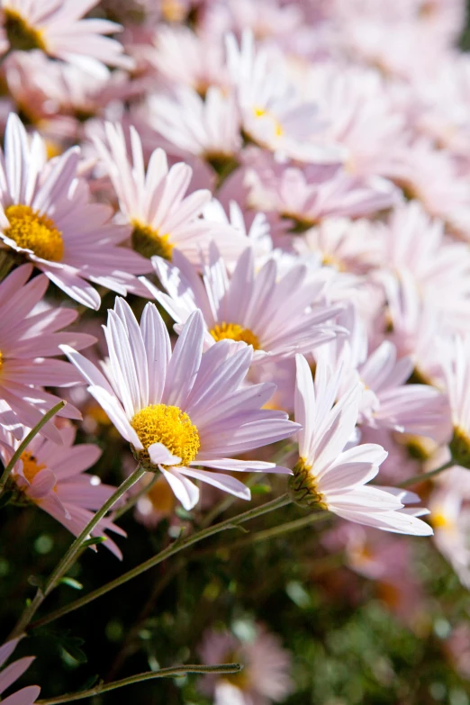 a bunch of daisies on display outside