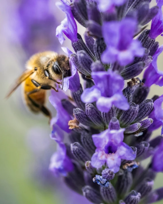 a honey is on top of a purple flower