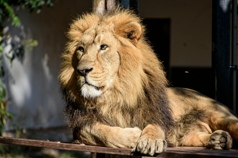 an image of a lion laying down outside