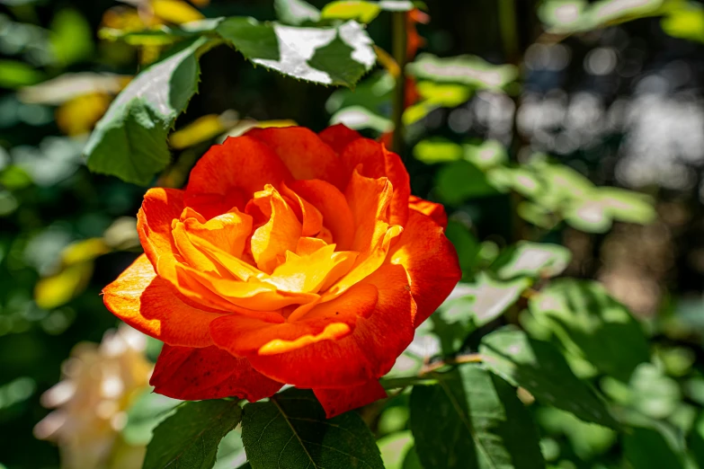 orange and yellow flower with green leaves