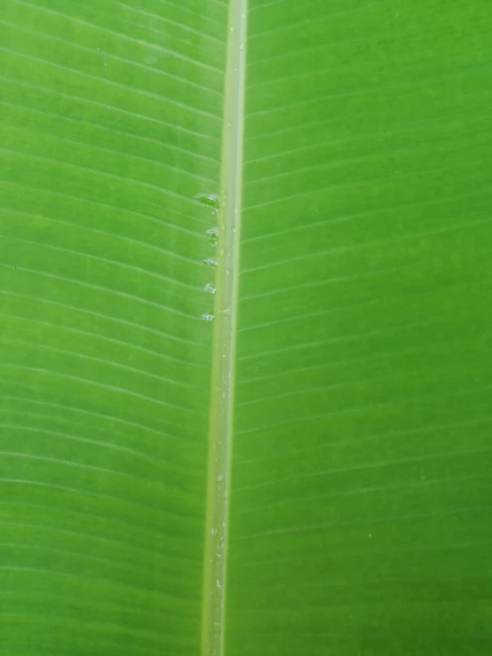 close up of a banana leaf with drops of rain