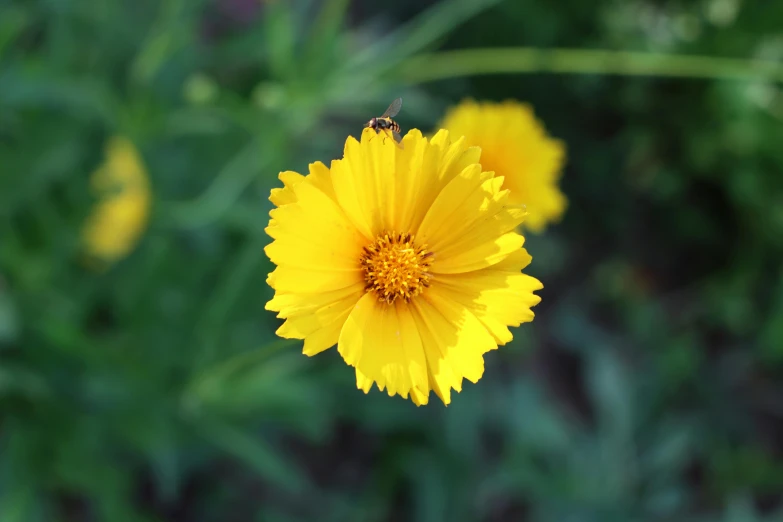 the petals and leaves of a yellow flower