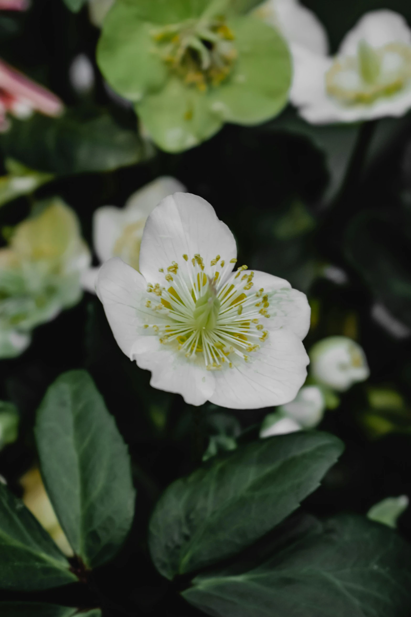 a white flower that is growing in some leaves