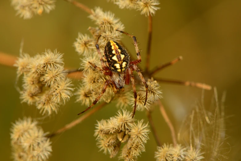 an insect that is on a bunch of flowers