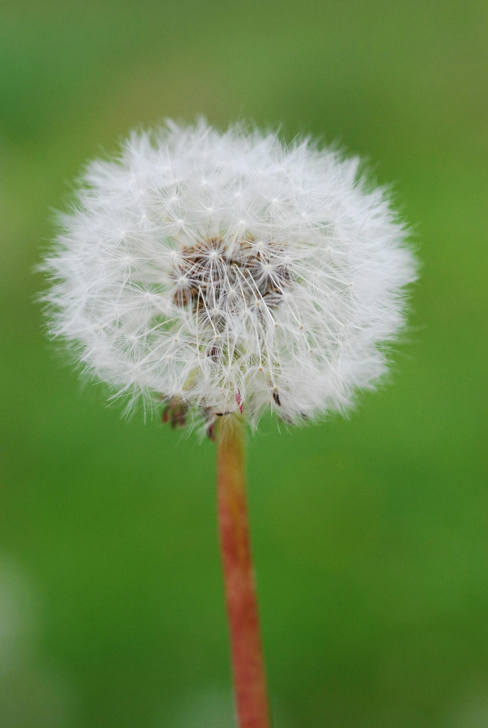 a dandelion sitting on top of a plant