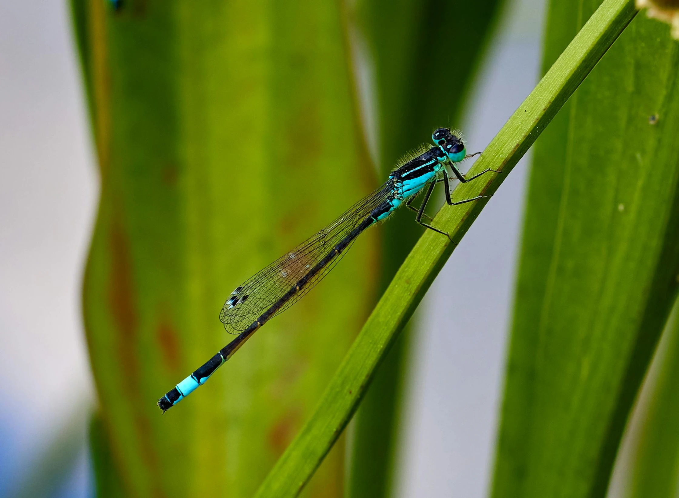 a close up of a dragonfly on a leaf