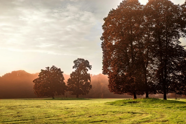 a picture of some trees on a field