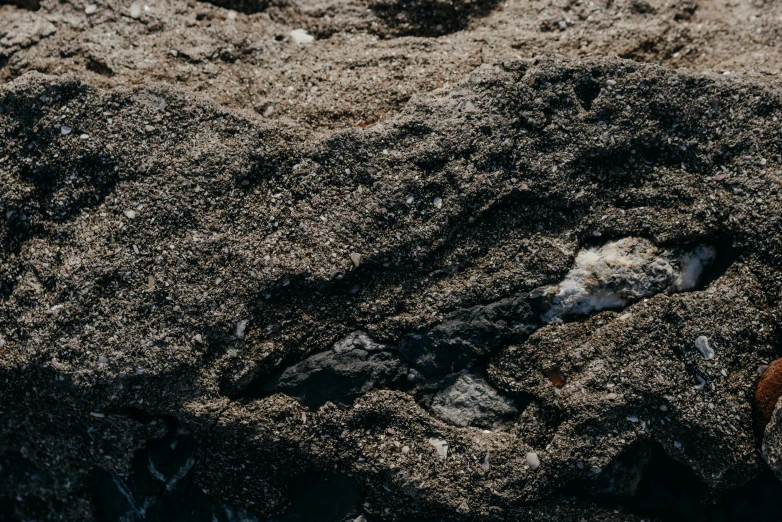 a tiny bird stands at the edge of rocks and sand