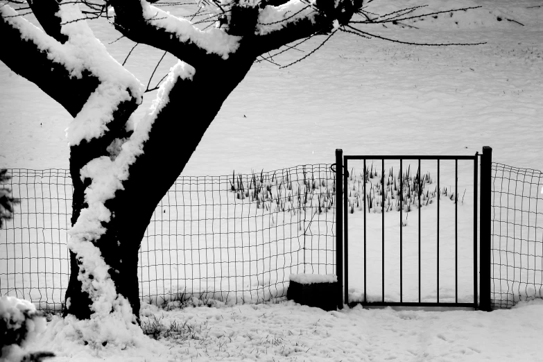 a snowy field with a gate and tree in the snow