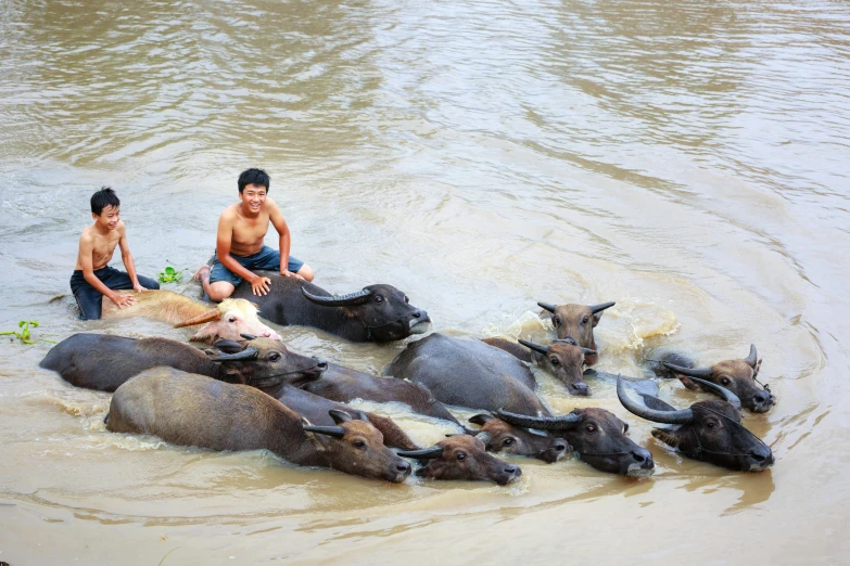 some water buffalo in the mud with people in it