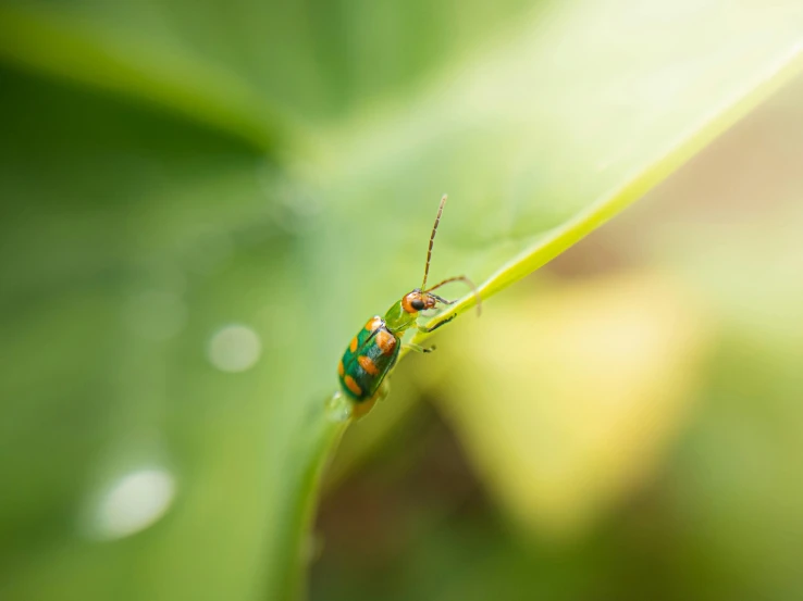 an insect sitting on a green leaf