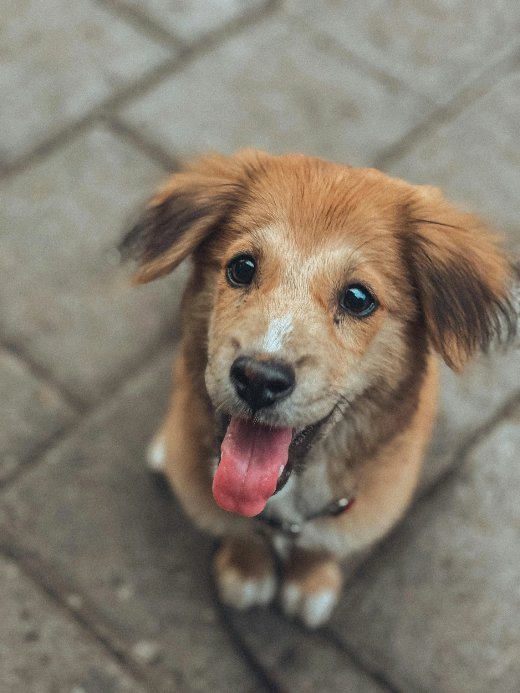 an adorable dog standing on top of a walkway