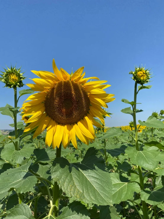 the sunflower is next to three other sunflowers