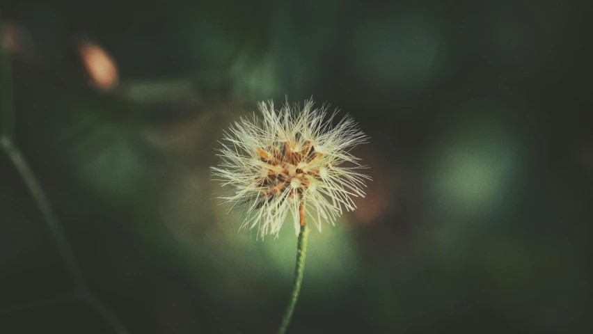 this flower is very tiny and tiny