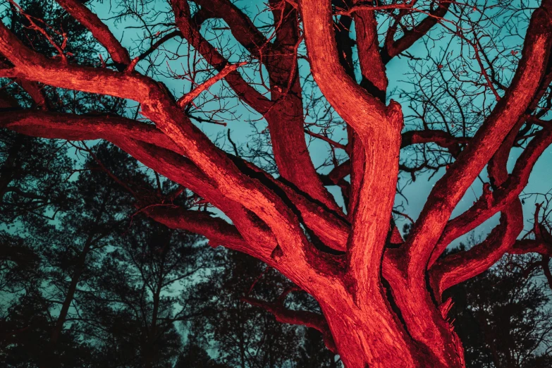 a large red tree standing in front of some trees