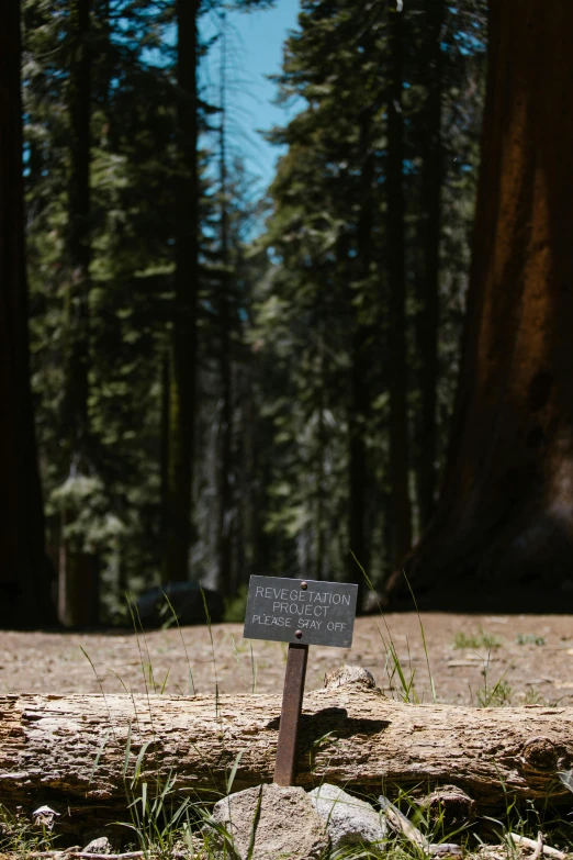 a wooden sign indicating where to start in the forest