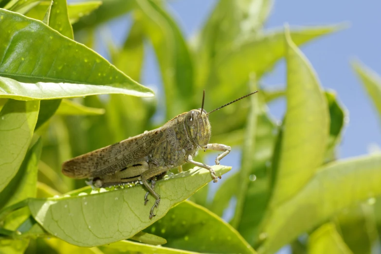 a close - up view of a bug on a green leaf