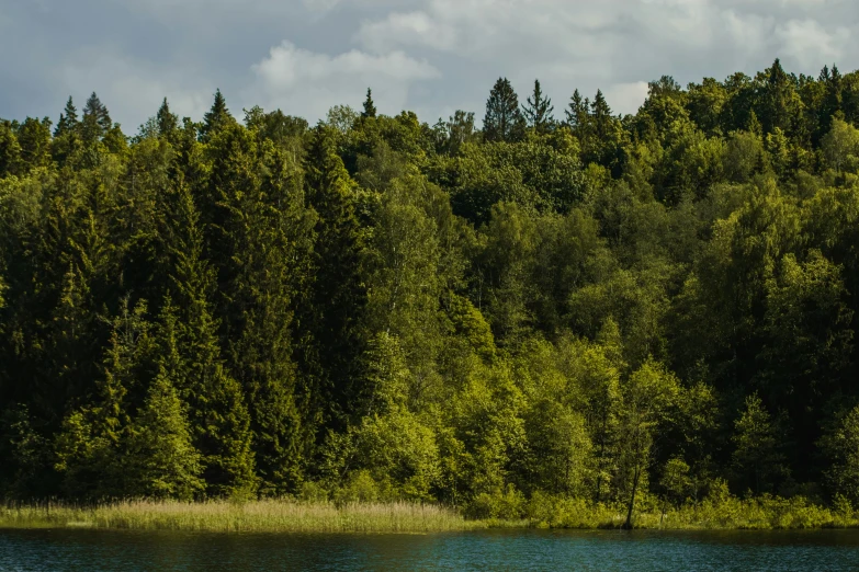 a canoe glides across the water with a large wooded area behind