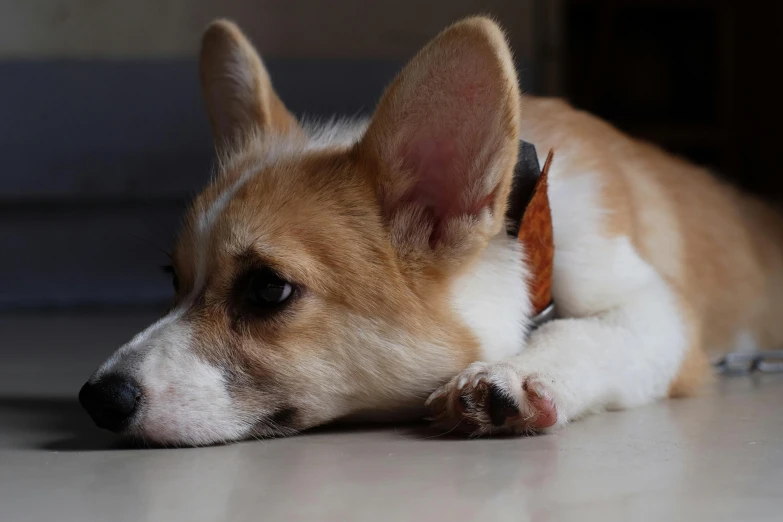 dog lying down on the floor with it's head next to the floor