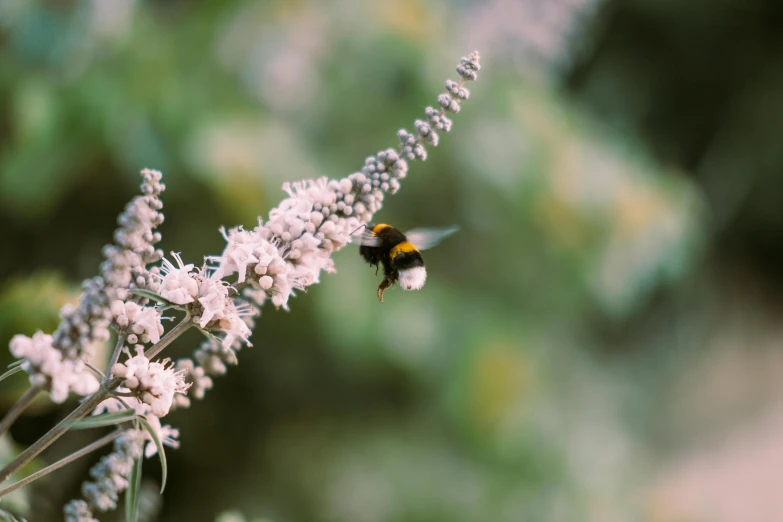 a bee hovering on top of a white flower