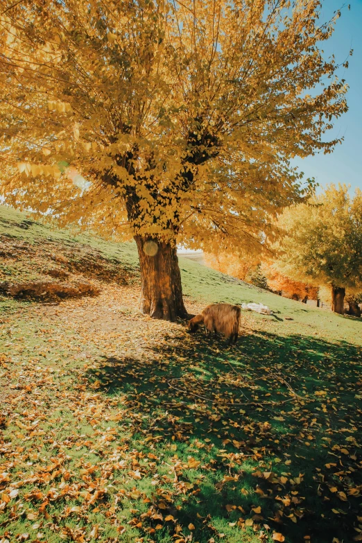 the cow is standing under the big yellow tree