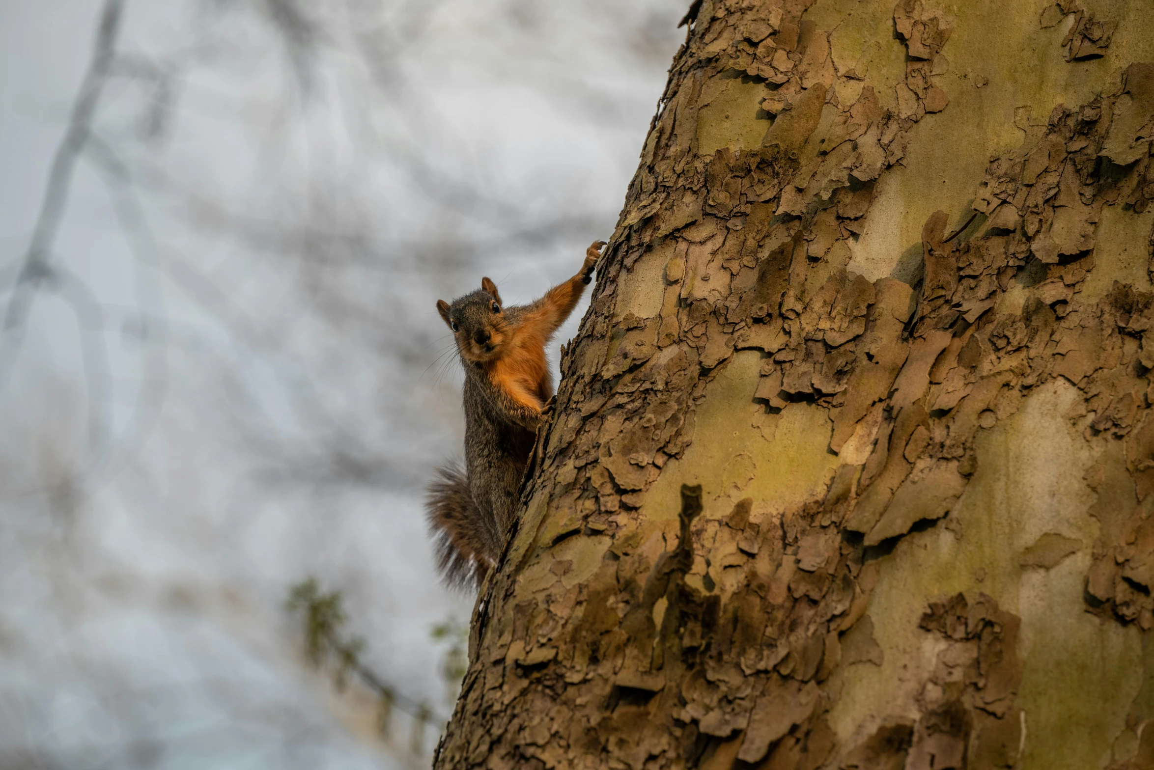 a red squirrel climbs up the side of a tree