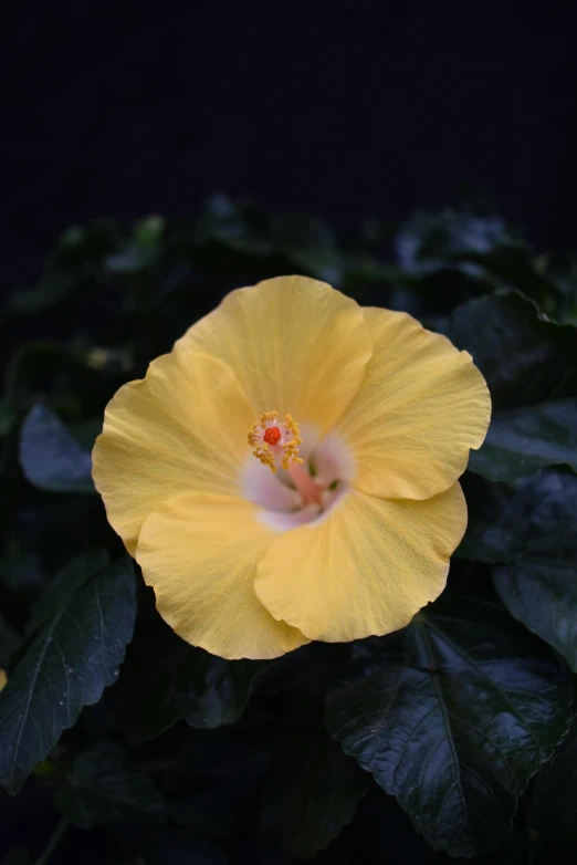 a yellow flower with dark leaves around it