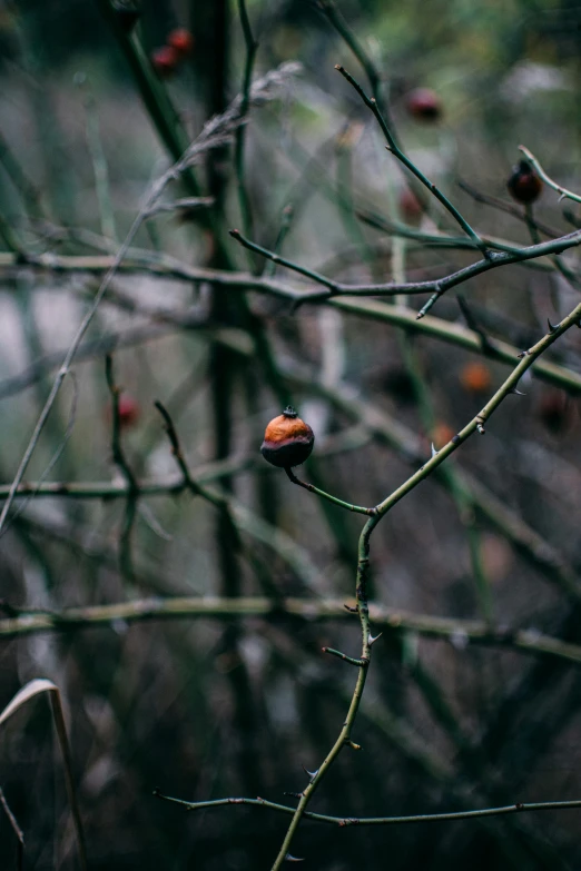 an apple tree with no leaves and nches with little fruit