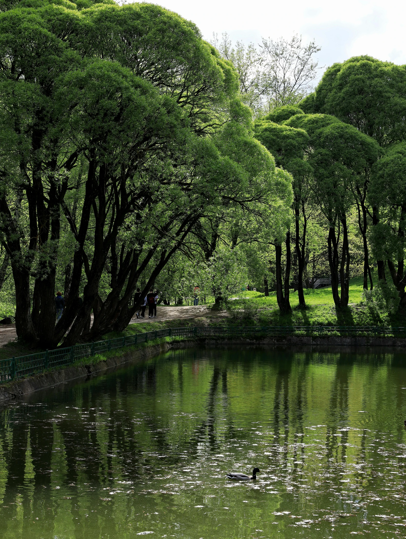 the pond is full of trees that are next to the water