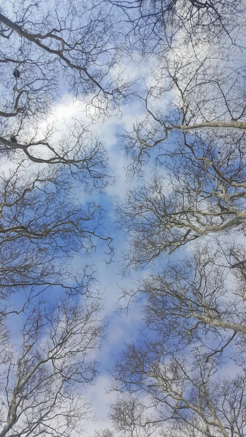 several trees are all looking very upward with the sky in the background