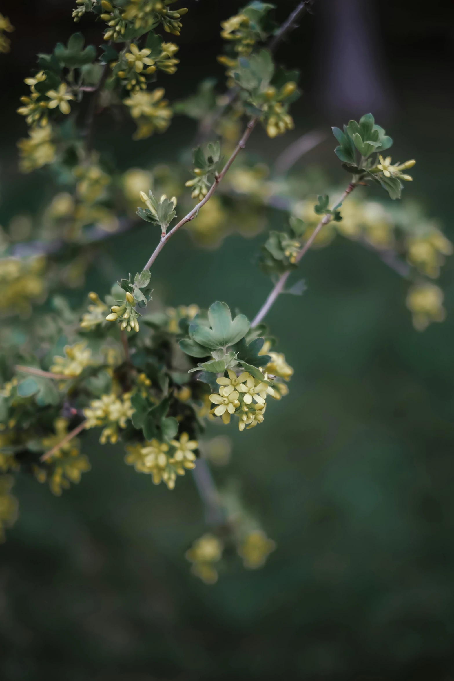 yellow flowers hang from the nches of trees