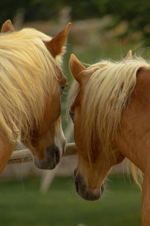 two horses looking at each other in opposite places