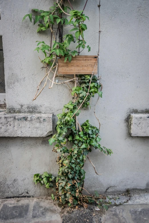 a plant is growing next to a building