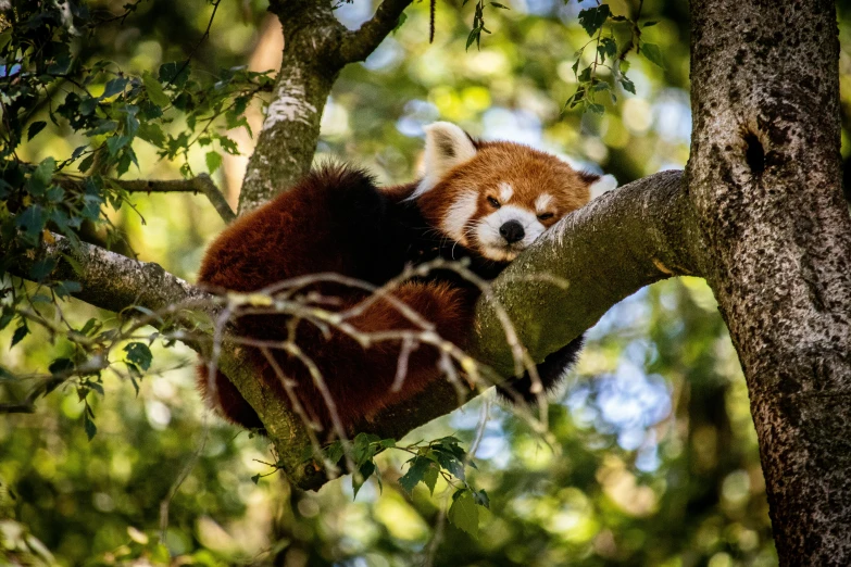 a small animal hanging out on the side of a tree