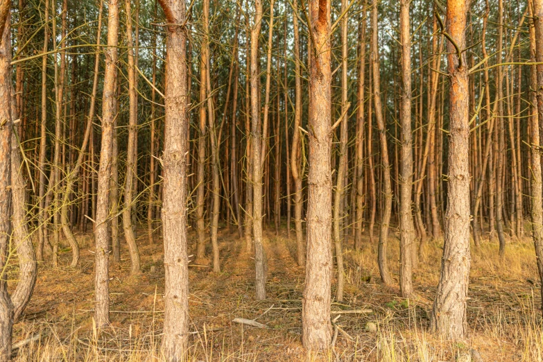 a number of tall trees near one another