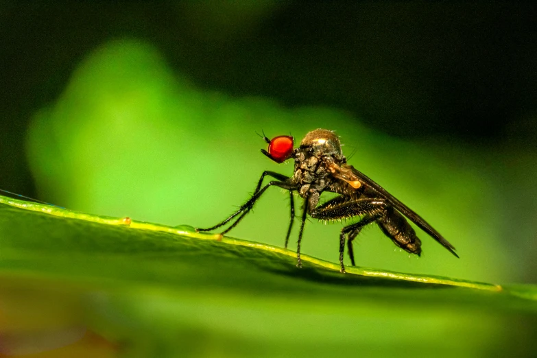 a mosquito flies on top of a green leaf