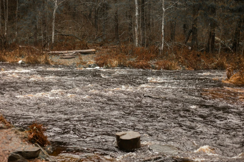 a stream flowing into a forest covered in leaves