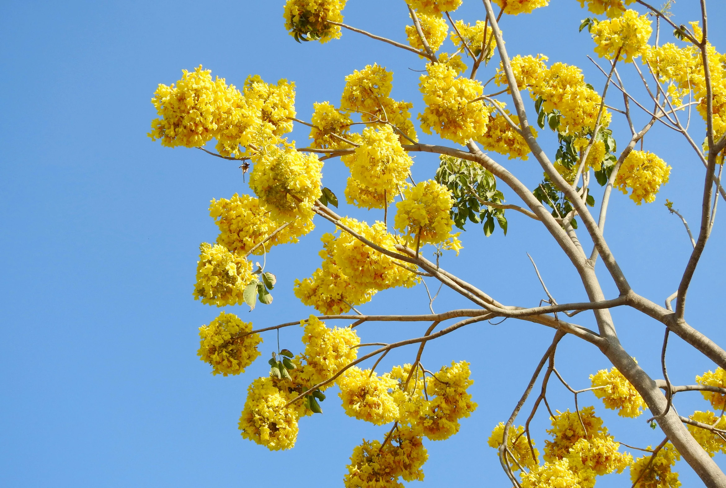 bright yellow flowered tree with leaves against blue sky