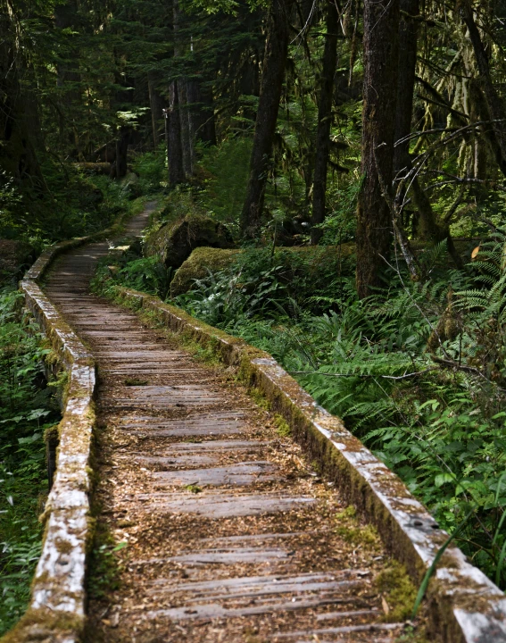 the long wooden path is bordered by a forest