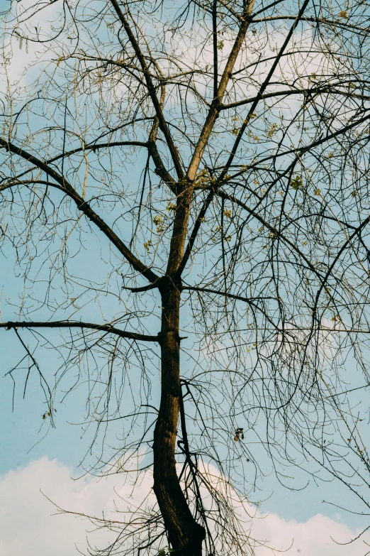 a lone tree without leaves on a cold day