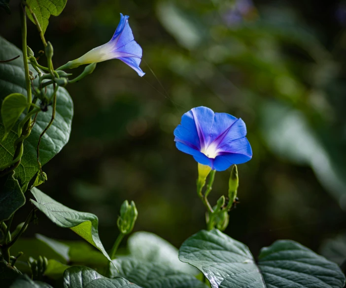 a purple flower sitting on top of a green leafy plant