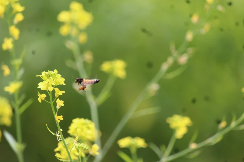 a close up of a flower with some bugs in it