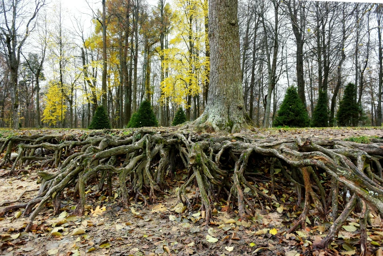 a large group of trees with some very big roots