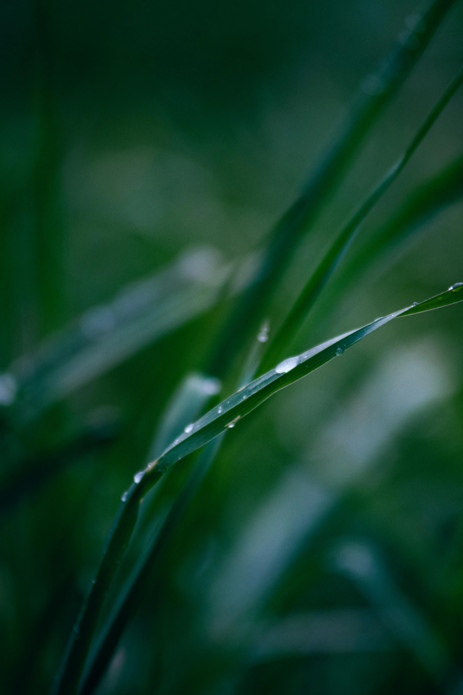 green grass with raindrops on top in the wind