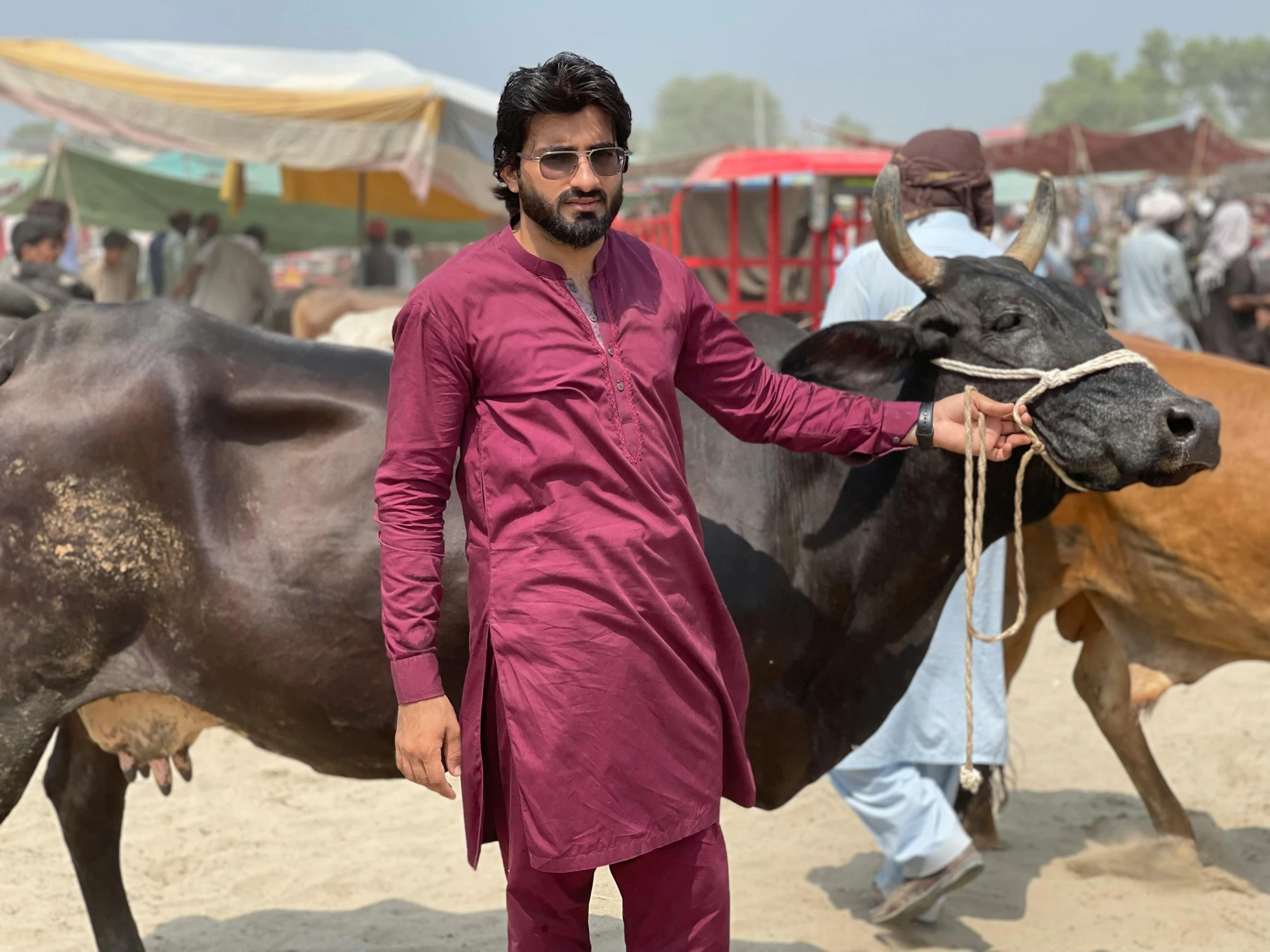 a man in a maroon outfit leading two cows