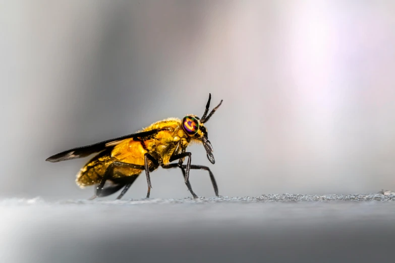 a yellow fly sitting on top of a piece of white paper