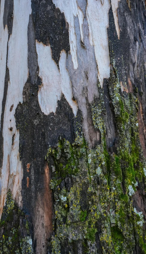 closeup of the bark on a tree that has some plants growing out of it