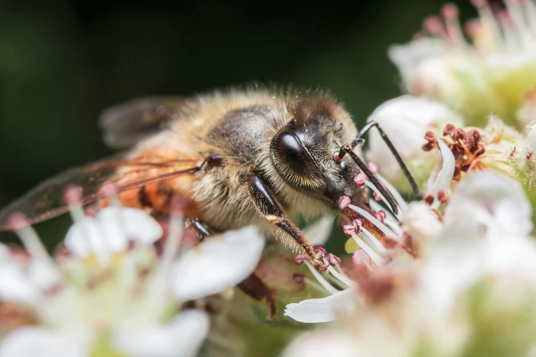 a large honey bee on a flower with an orange and yellow body